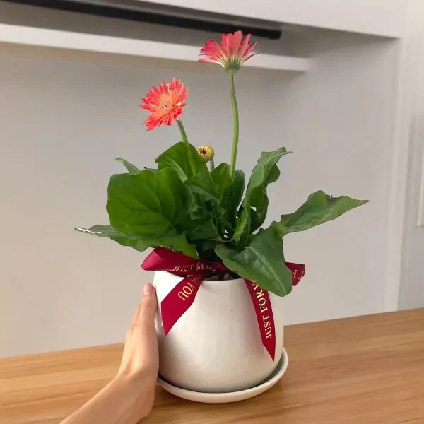 ต้นเยอบีร่า ต้นเยอบีร่า